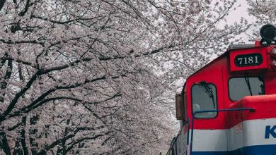 شکوفه های گیلاس