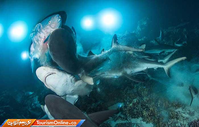 عکاسی زیر آب