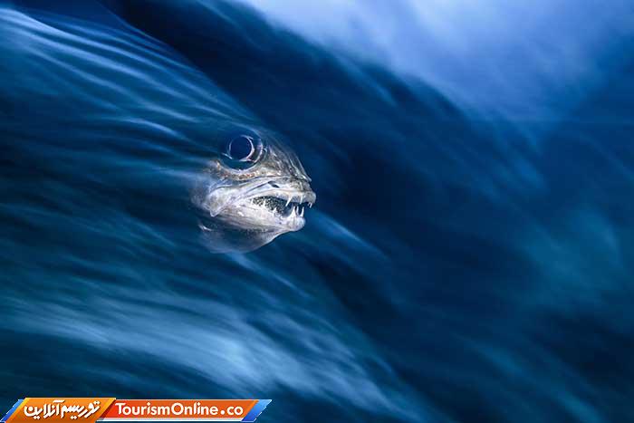 عکاسی زیر آب