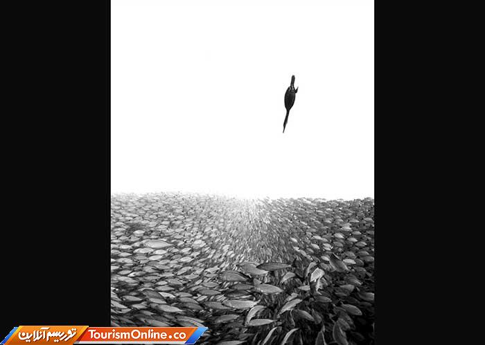 عکاسی زیر آب