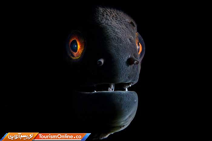 عکاسی زیر آب