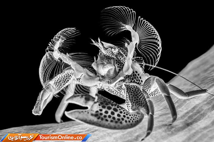 عکاسی زیر آب