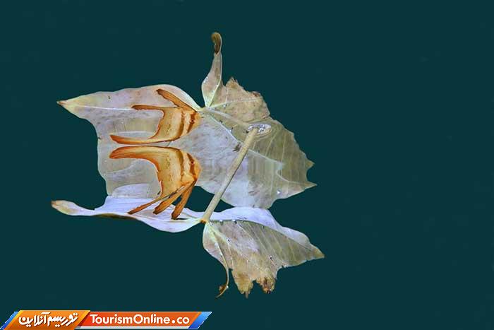 عکاسی زیر آب