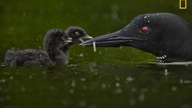 نشنال جئوگرافیک