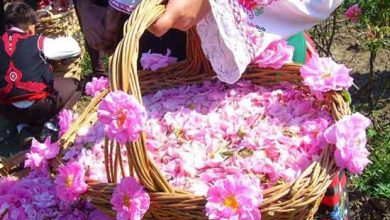 گل غلتان و گلاب