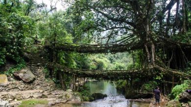 پل دوطبقه درختی در هند