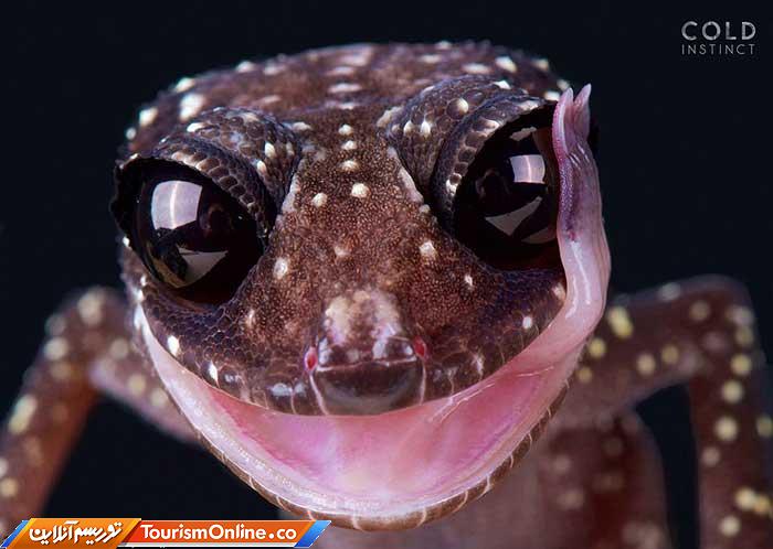 حیوانات خون سرد