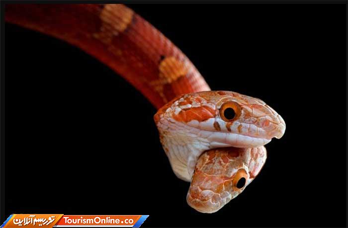 حیوانات خون سرد