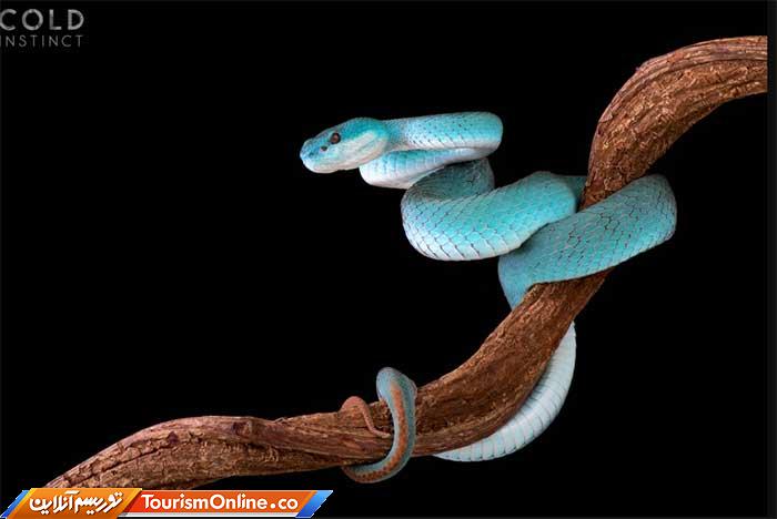 حیوانات خون سرد