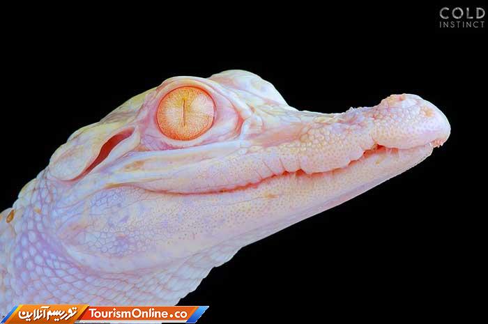 حیوانات خون سرد