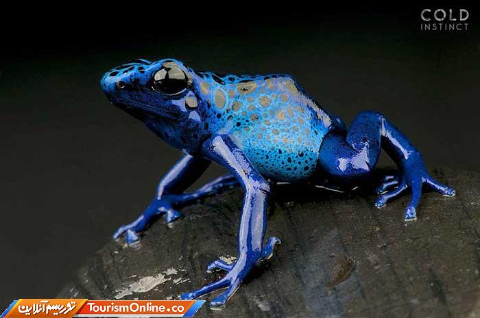 حیوانات خون سرد