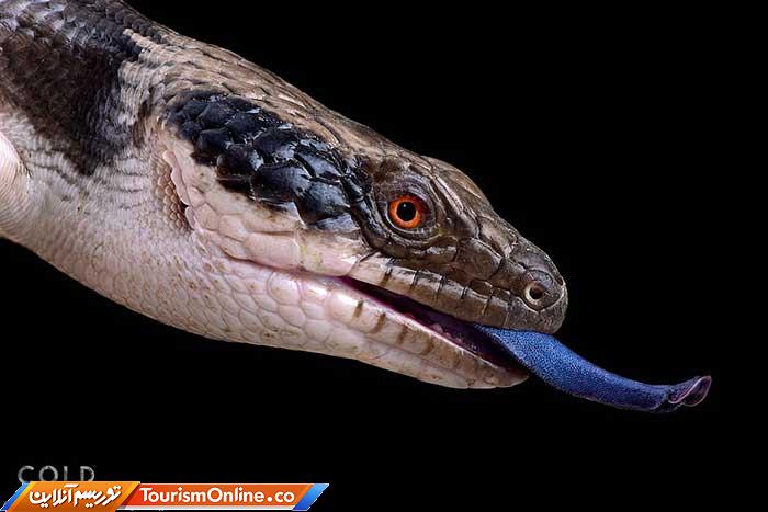 حیوانات خون سرد