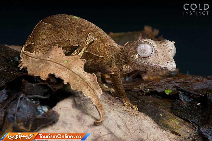 حیوانات خون سرد