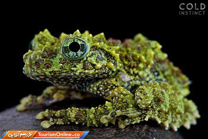 حیوانات خون سرد