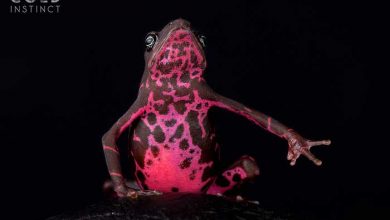 حیوانات خون سرد