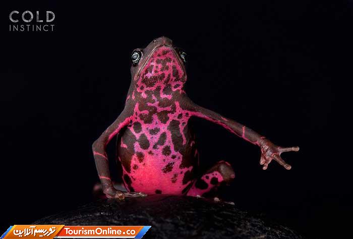 حیوانات خون سرد