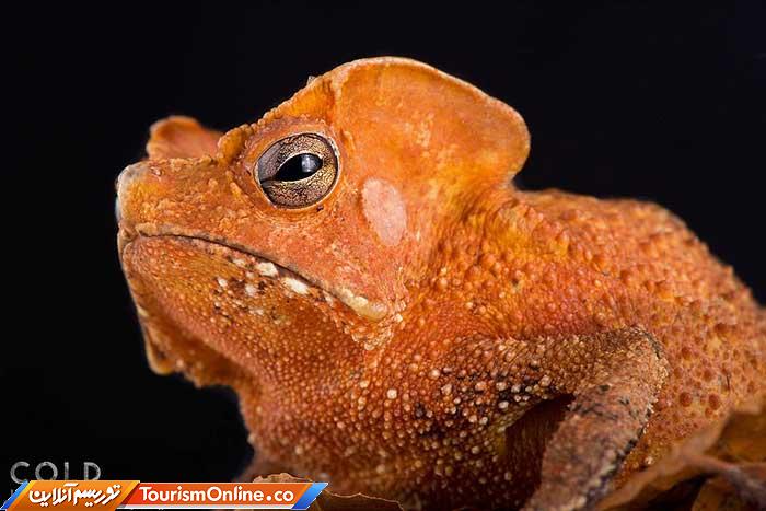 حیوانات خون سرد