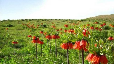 لاله واژگون