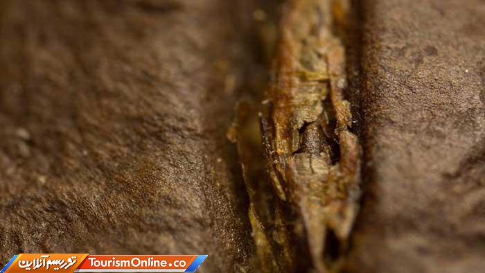 عکاسی ماکرو