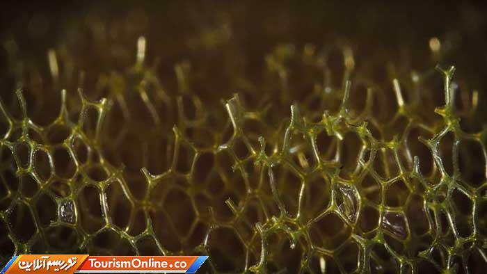 عکاسی ماکرو