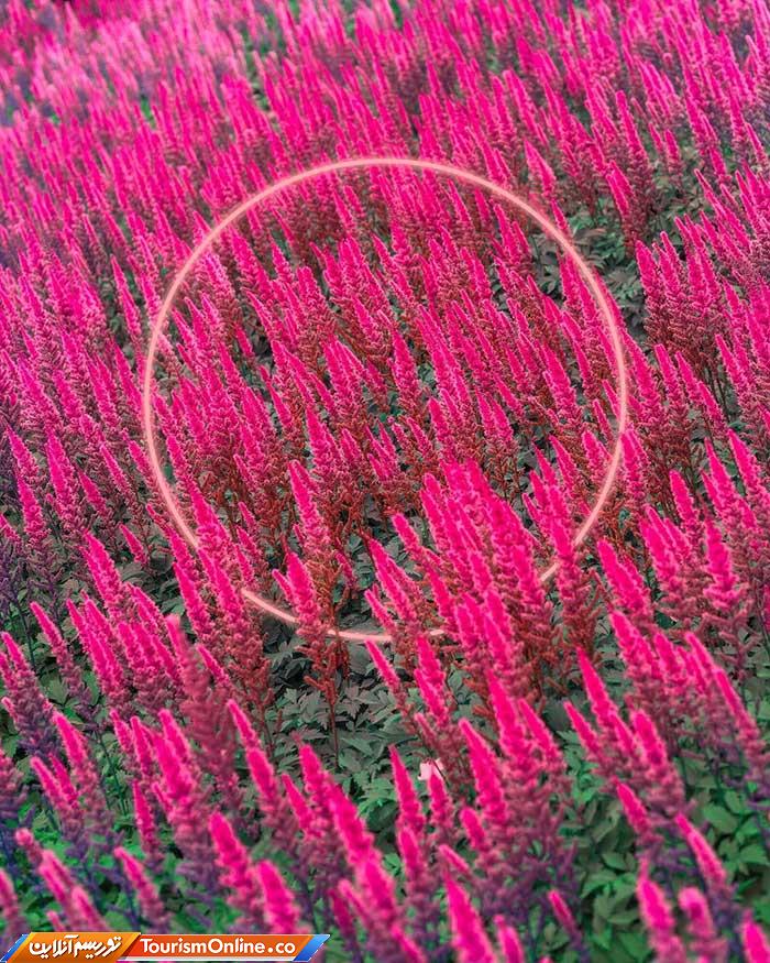 عکسهای رنگی