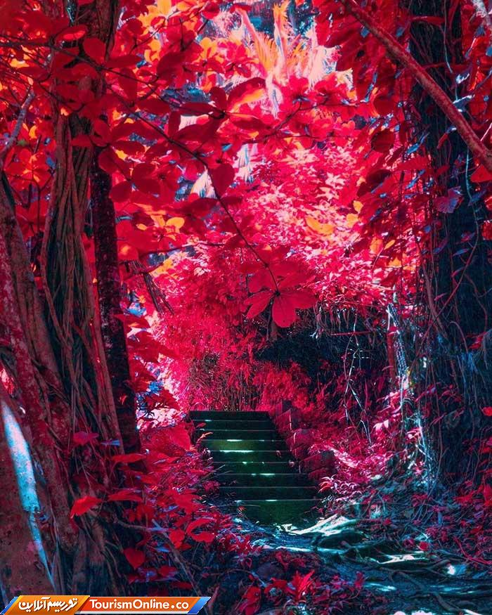 عکسهای رنگی