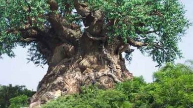 جاذبه‌های طبیعی، گردشگری