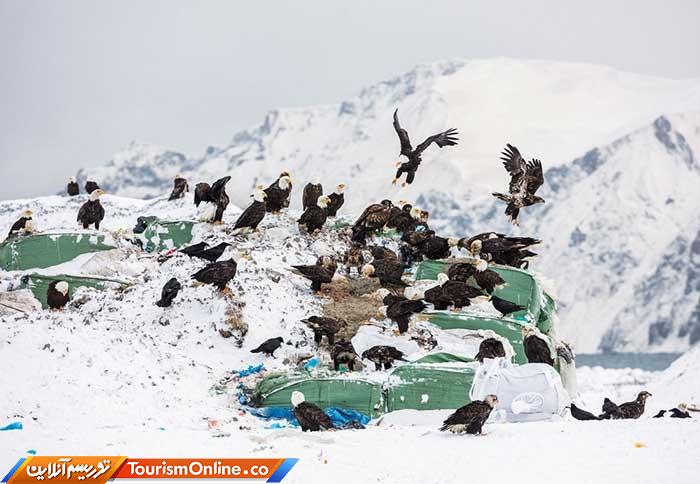 عقاب سرسفید