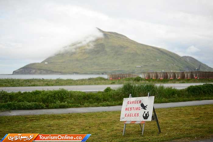 عقاب سرسفید