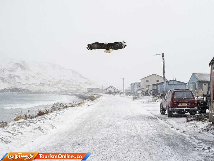 عقاب سرسفید