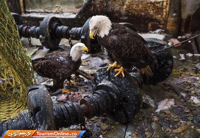 عقاب سرسفید