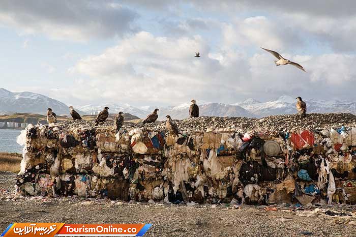 عقاب سرسفید