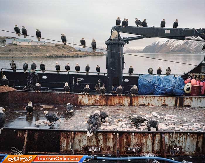 عقاب سرسفید