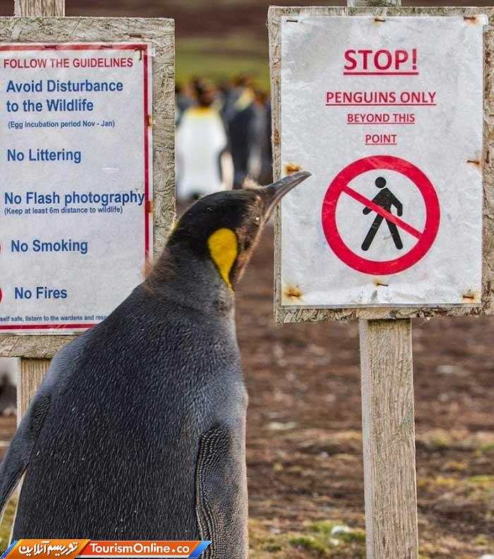 جزایر فالکلند