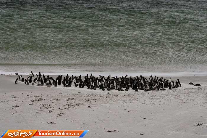 جزایر فالکلند