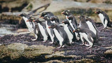 جزایر فالکلند
