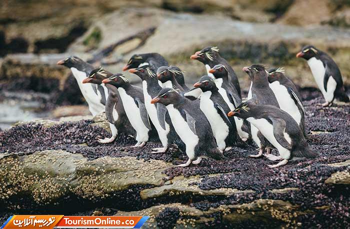 جزایر فالکلند