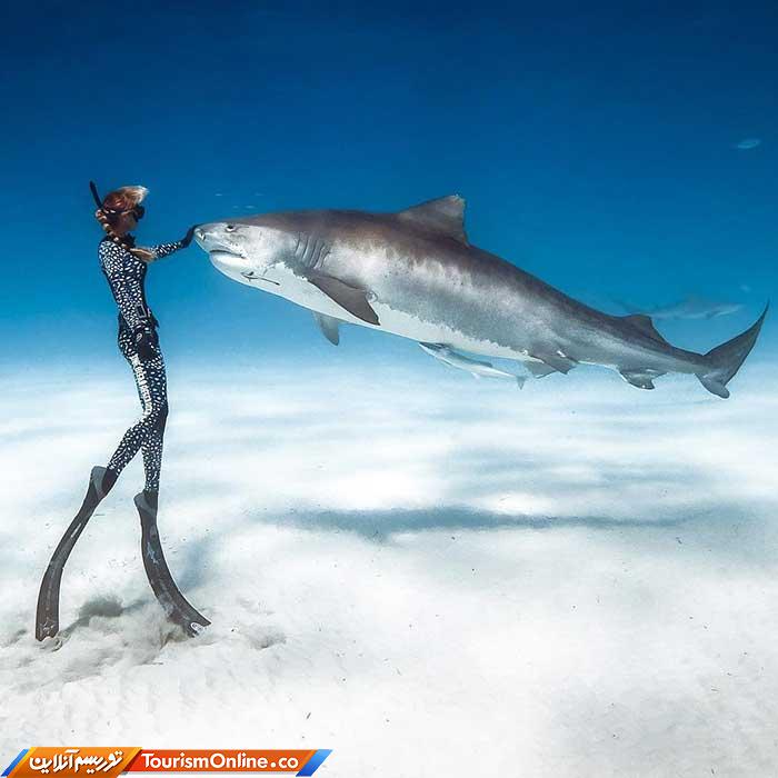 رقص با کوسه ها