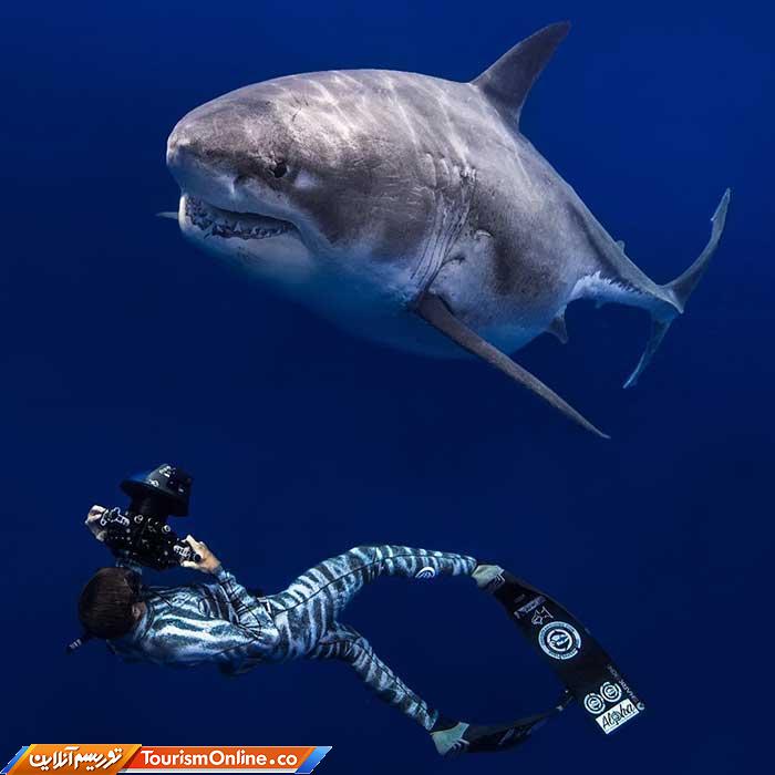 رقص با کوسه ها