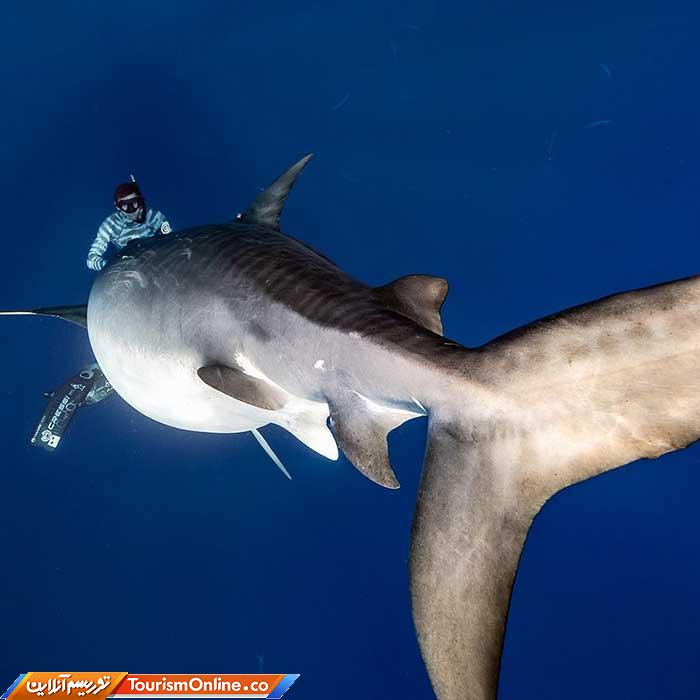 رقص با کوسه ها