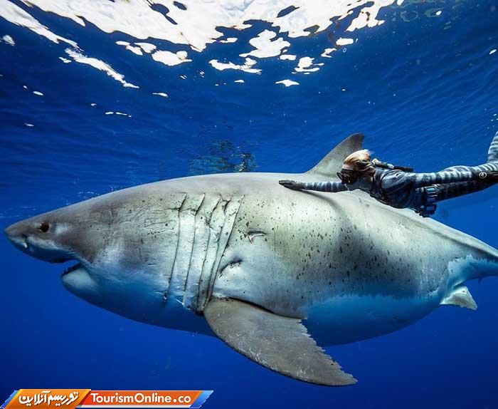 رقص با کوسه ها