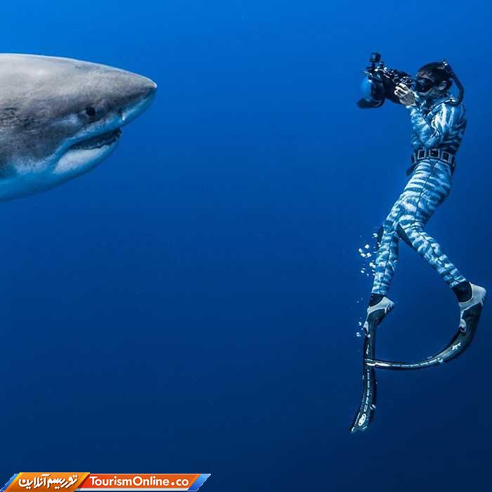 رقص با کوسه ها