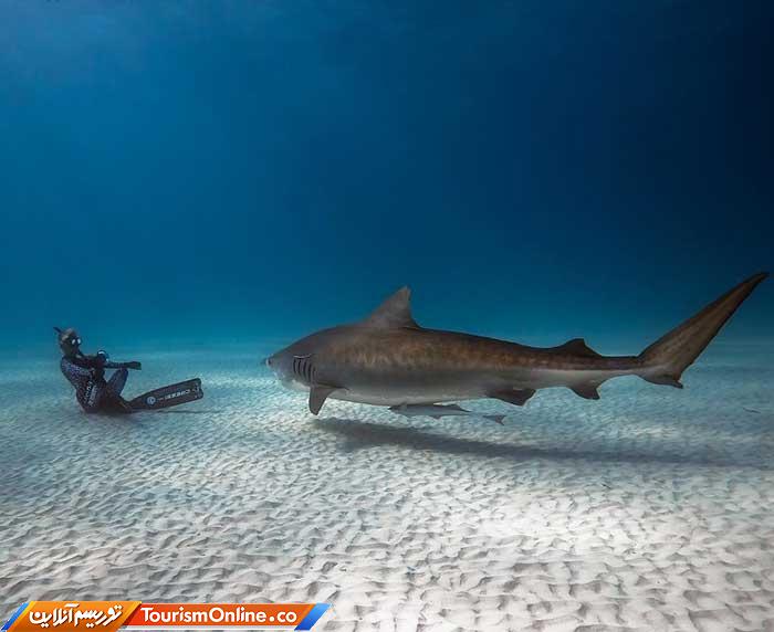 رقص با کوسه ها