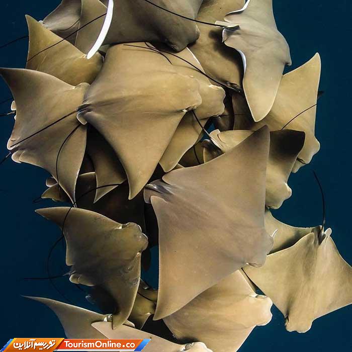 رقص با کوسه ها