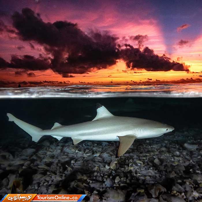 رقص با کوسه ها