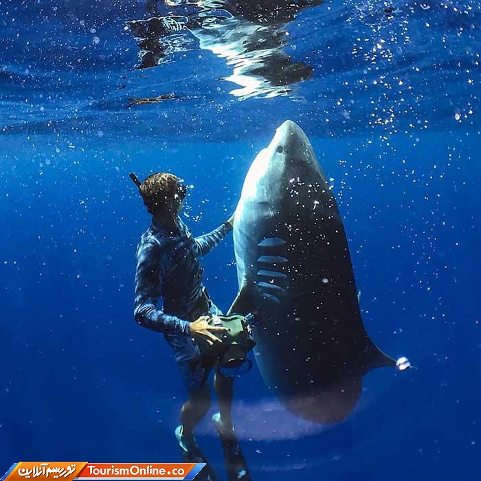 رقص با کوسه ها