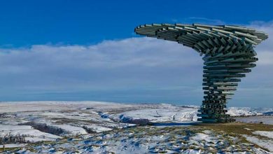 درخت آوازه خوان