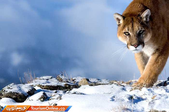 تور حیات وحش