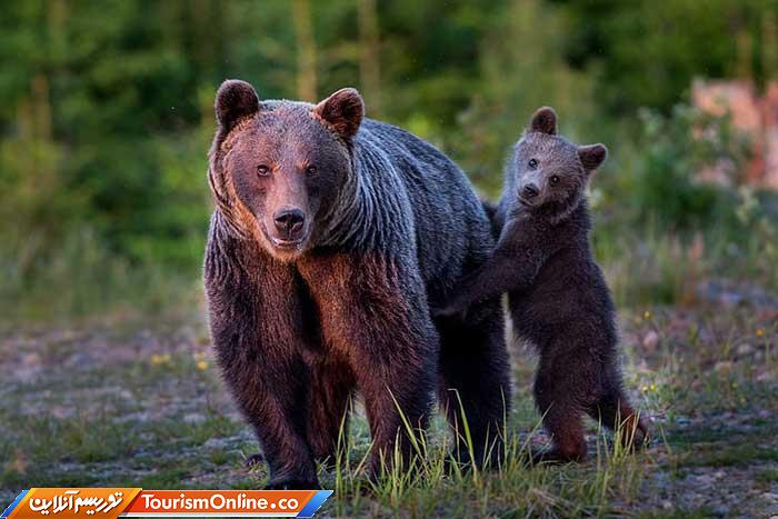 تور حیات وحش