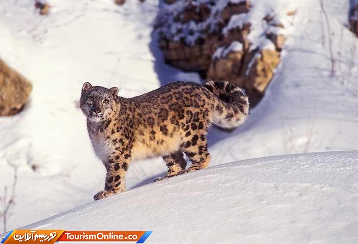 تور حیات وحش